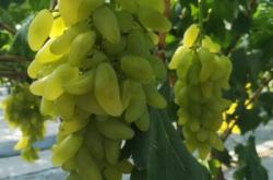 赤峰興隆莊葡萄園地址電話號(hào)碼