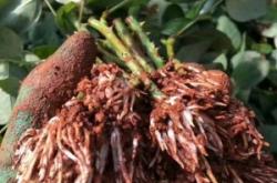 赤峰花梁連棟大棚出租電話號碼