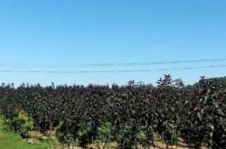 赤峰樹苗基地電話多少號(hào)碼