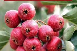 赤峰山楂制品廠家批發(fā)電話號碼