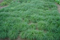 赤峰麥冬廠家電話地址是多少號(hào)