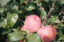 赤峰水果集采平臺電話查詢號碼