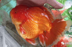 赤峰市養(yǎng)金魚基地地址電話號碼