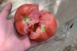 赤峰敖漢旗養(yǎng)雞場(chǎng)電話多少號(hào)