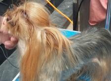 赤峰狗狗火葬場電話號碼查詢