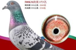 赤峰信鴿拍賣網(wǎng)官網(wǎng)電話號碼