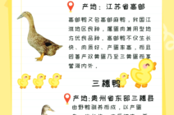 赤峰鴨苗廠家電話號碼多少號