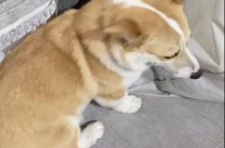 赤峰尋找柯基犬電話(huà)號(hào)碼查詢(xún)