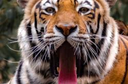 赤峰動物園門票團(tuán)購電話號碼