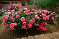 赤峰葫蘆峪采摘園電話號(hào)碼查詢