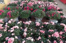 赤峰花卉市場鮮花店電話號碼