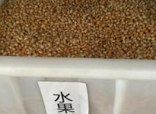 赤峰回收玉米種子電話號碼