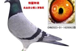 赤峰信鴿拍賣網(wǎng)站電話是多少號