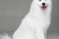 赤峰市薩摩耶成犬出售電話號(hào)碼