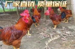 赤峰養(yǎng)雞場賣雞苗電話號碼