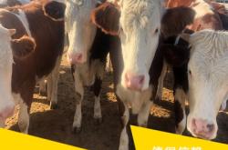 赤峰盛欣養(yǎng)殖場地址電話號碼