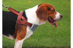 赤峰寵物狗場地址電話號碼