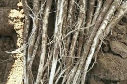 赤峰中藥材種植群電話號(hào)碼