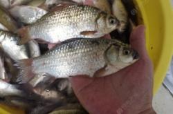 赤峰市野河釣魚地點電話號碼