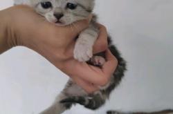 赤峰收養(yǎng)貓咪電話地址是多少號(hào)