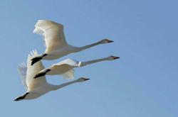 赤峰鴻鵠中國(guó)悅棠灣物業(yè)電話