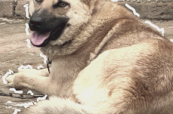 赤峰狗狗代養(yǎng)中心電話(huà)多少號(hào)