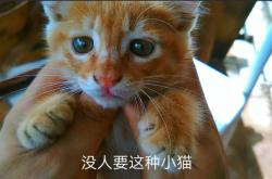 赤峰農(nóng)村土貓養(yǎng)殖基地電話號碼