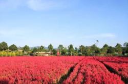 赤峰衣家營垂釣園地址電話號碼