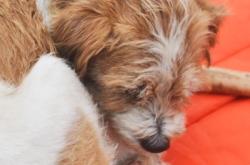 赤峰流浪狗 基地電話地址查詢