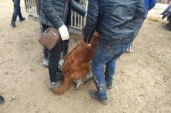 赤峰狗市賣狗電話號(hào)碼多少