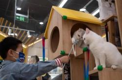 赤峰領養(yǎng)貓咪館電話號碼查詢