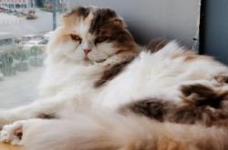 赤峰新華書店喵屋店電話號碼