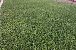 赤峰養(yǎng)鹿合作社招聘電話號(hào)碼