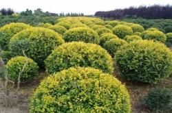 赤峰鴻林綠化苗木基地電話號(hào)碼