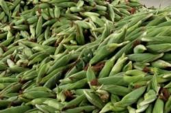 赤峰帶皮水果玉米批發(fā)電話號碼