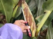 赤峰青儲玉米回收電話是多少號