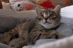 赤峰貓咪送養(yǎng)中心電話號(hào)碼查詢