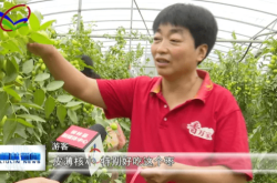 赤峰市大棗采摘基地電話號(hào)碼