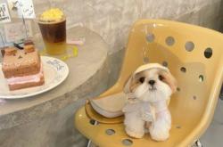 赤峰小狗咖啡店電話多少號