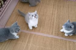 內(nèi)蒙古赤峰藍貓領養(yǎng)電話號碼