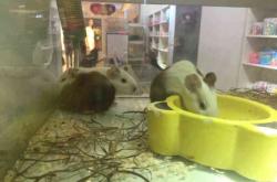 赤峰萌寵部落寵物店電話號(hào)碼