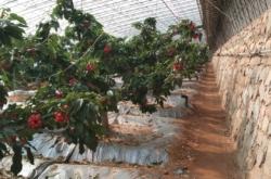 赤峰煙冠櫻桃基地電話號(hào)碼