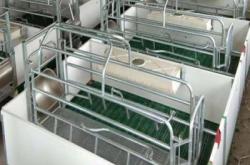 赤峰母豬廠家電話多少號碼