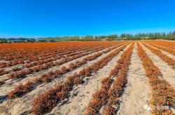 赤峰雅集大會電話號碼是多少號