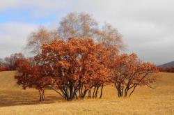 赤峰秋麻菜采摘園地址電話號碼