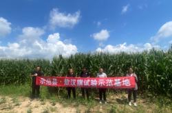 赤峰附近收玉米粒的電話號碼