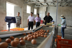 赤峰回收雞蛋的電話號碼是多少