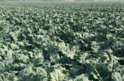 赤峰西藍(lán)花種植基地電話號(hào)碼