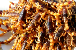 赤峰養(yǎng)蝎基地地址電話是多少號