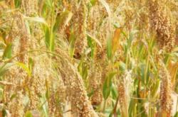 赤峰拾禾谷子店電話多少號(hào)